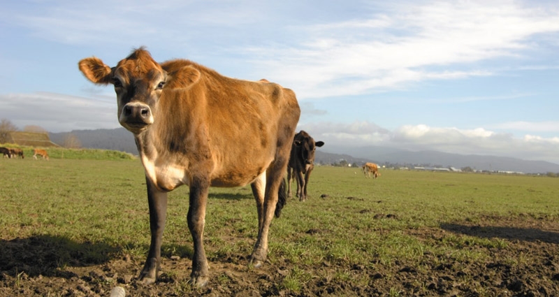 cow standing in a field