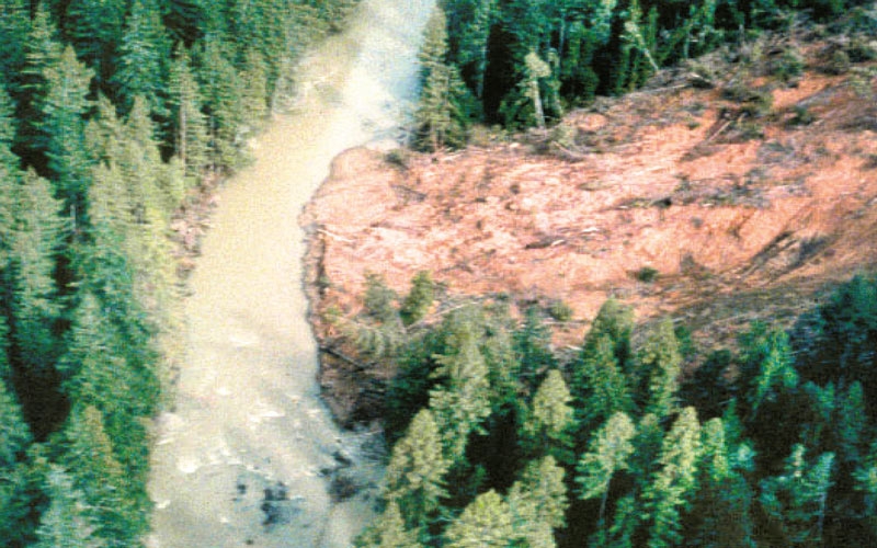 large mud slide surrounded by trees